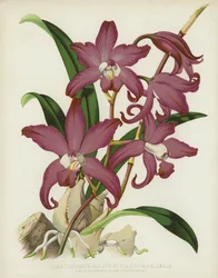 Laelia Autumnalis var. Atro-Rubens